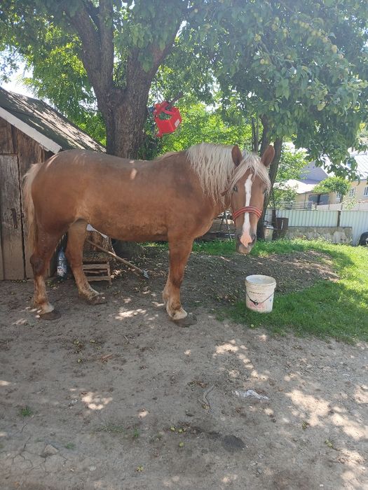 Vând mânză de 4 ani