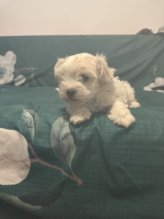 Bichon Maltez mini toy