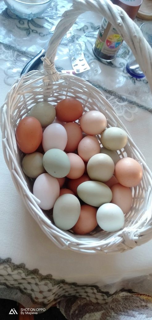 Продам домашнее яйцо