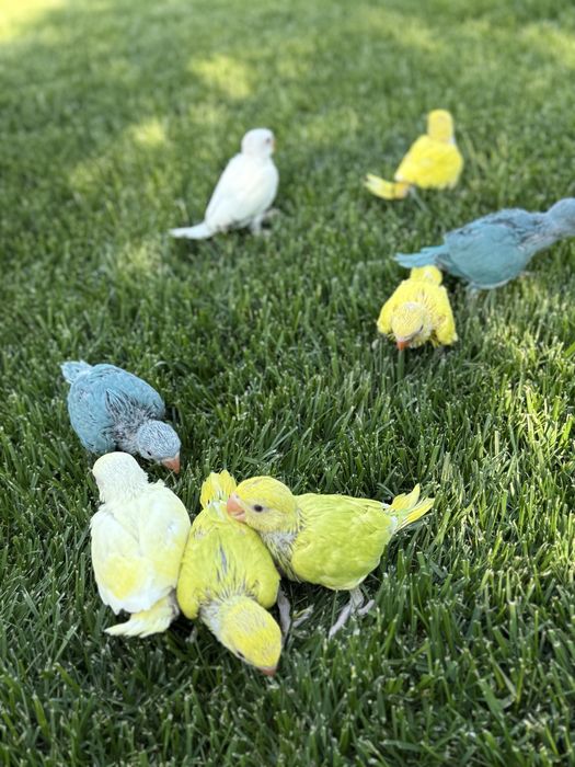 Pui blanzi papagali micul alexandru obisnuiti cu copiii Alexander