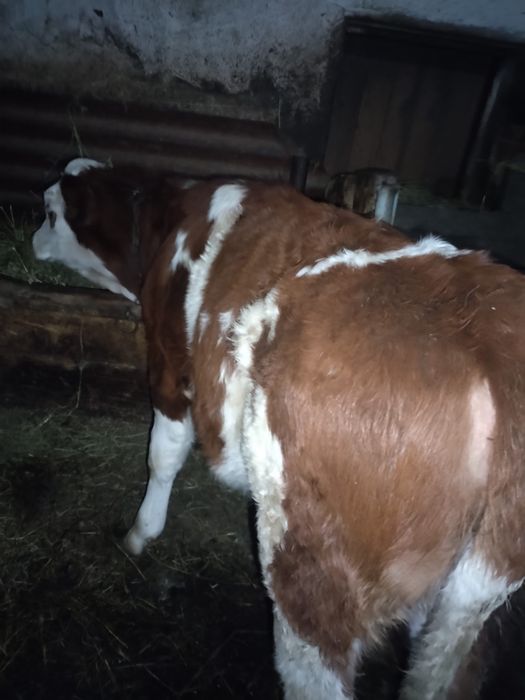 Vand 2 vitele baltata romaneasca