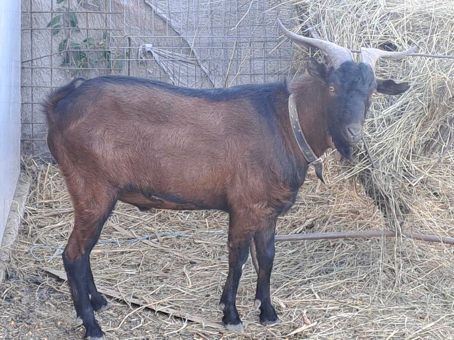 Țap alpin francez