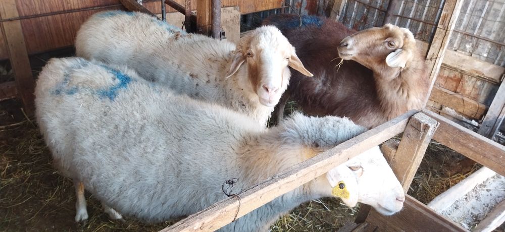 Саулык қойлар сатылады