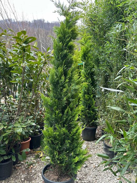 Plante de Grădină cu Rată de Prindere 100% Garantată