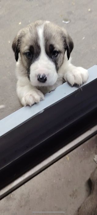 Продавам малки кучета