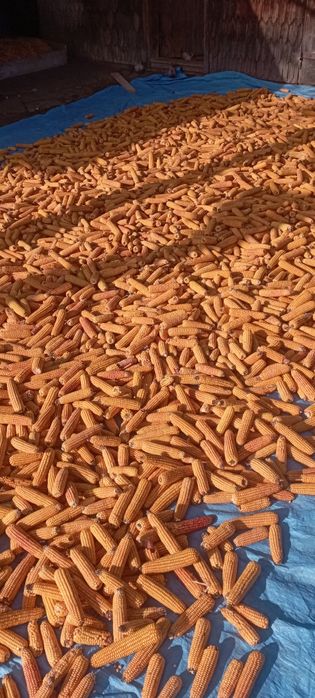 Vand porumb de anul asta  cu tot cu știulete nu grăunte .