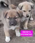 Щенки в добрые руки