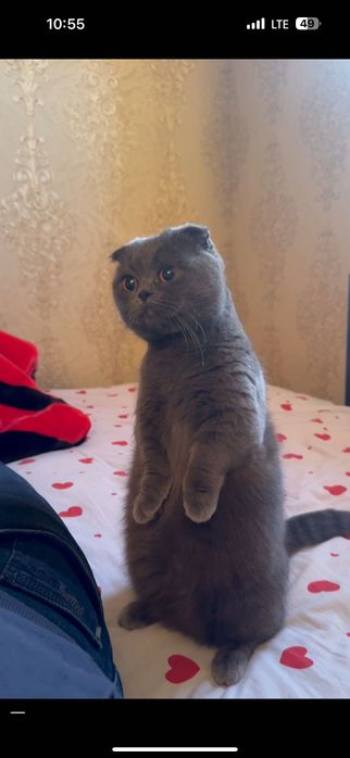 Scottish highland fold тоза пародалик мушукчалар сотилади