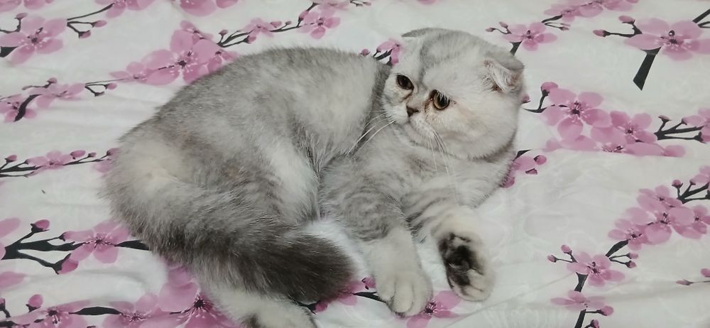 Toza zot shinshila