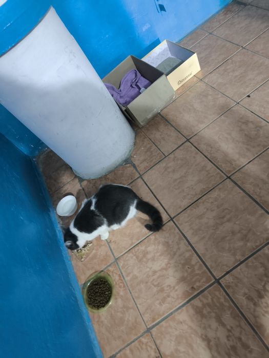 Нашла кошку бездомную