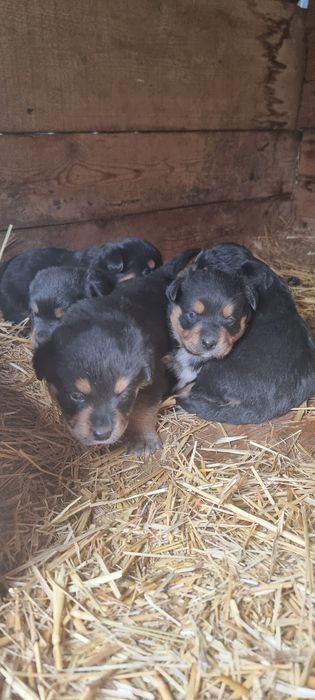 Cățeluși metis rottweiler Craiova