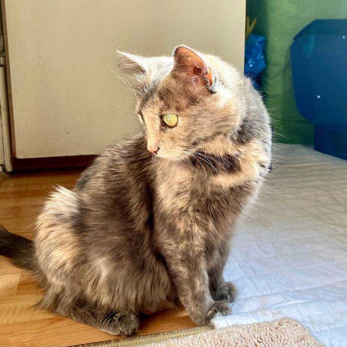 Подарявам млада женска костенуркова котка Patch
