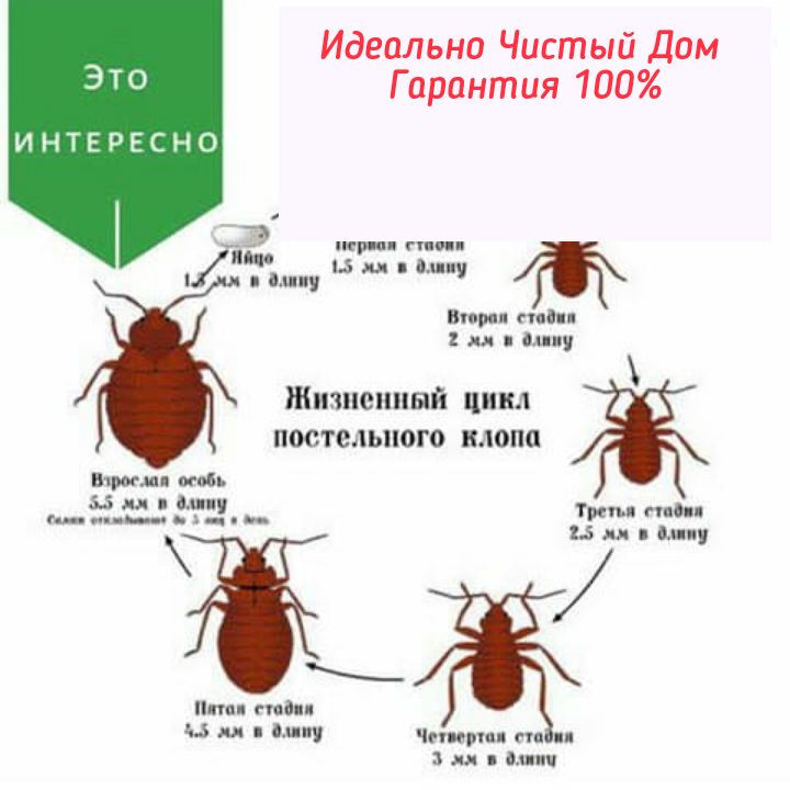 Дезинфекция клопов/Дезинсекция