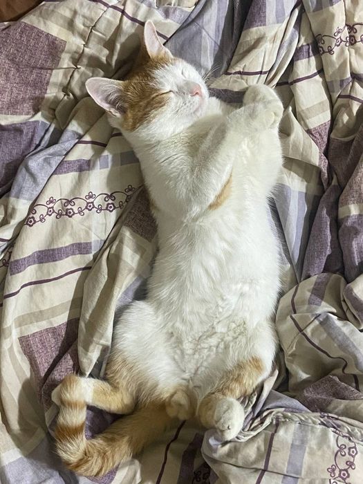 кошак мальчик   .