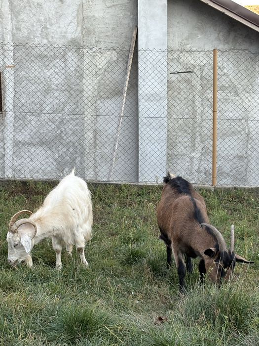 Vand 2 capre si un țap alpin francez