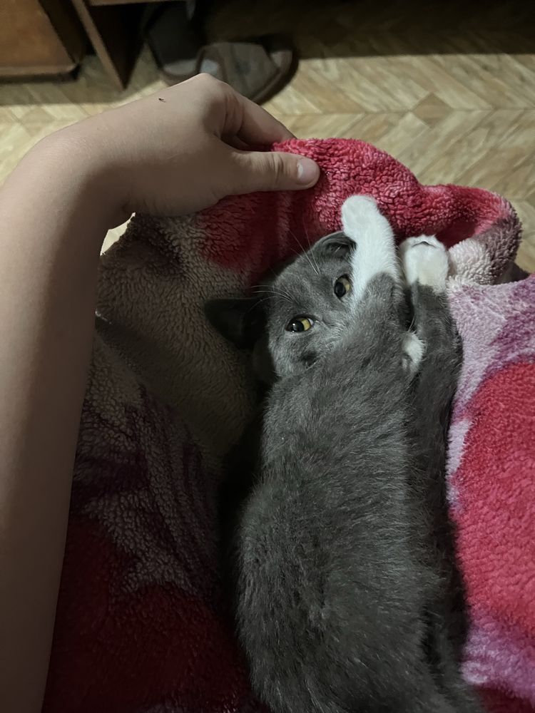 Отдам    кошечку