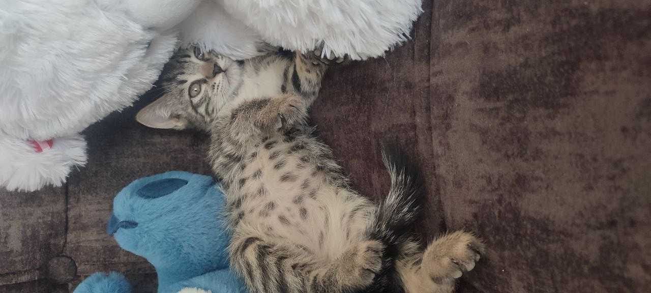 Отдам котят в хорошие руки