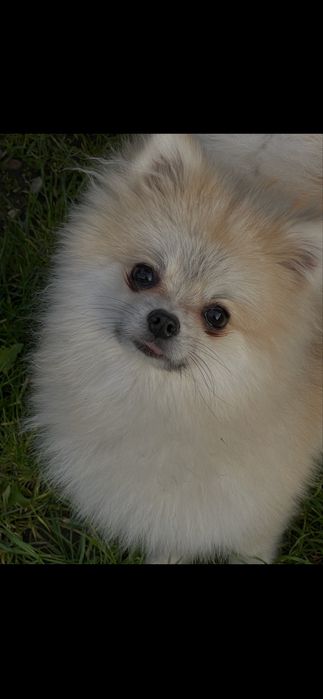 Pomeranian afectuos , preț foarte mic ,caut familie responsabilă