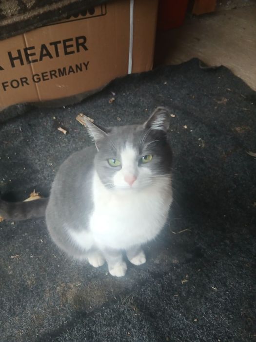 Pisicute gratis donez