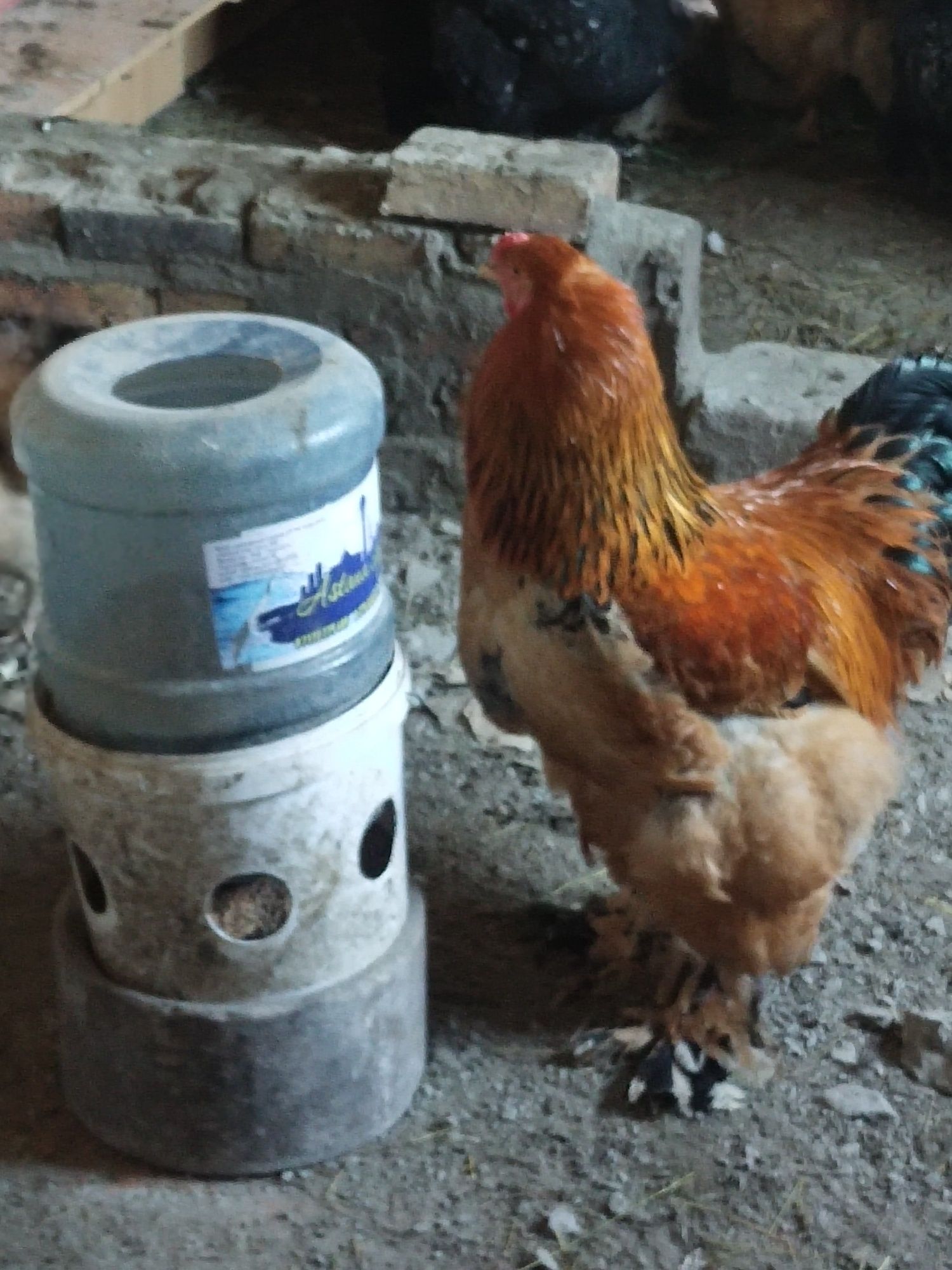 Продам цыплят Брама