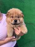 Pui chow chow jucaus