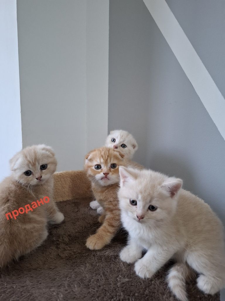 Срочно продаются котята скоттиш фолд и скоттиш страйт