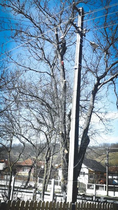 Toaletare, taiere, doborat copaci, arbori sau pomi