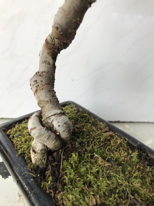 Продам бонсай китайский вяз!