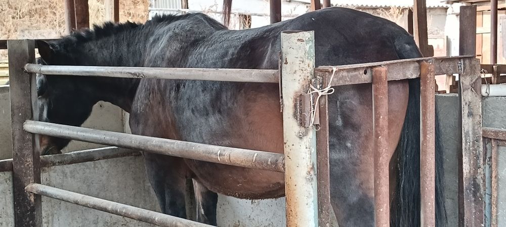 Семыз биелер кара бие 8 ай байланған семіз соғым