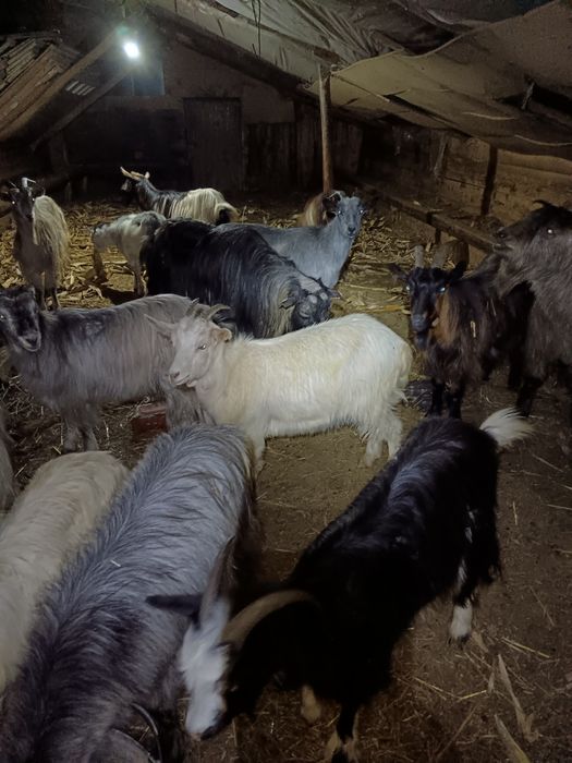 Capre carpatine tinere