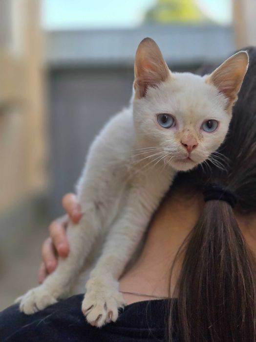 Малыш ищет дом! Тайский Ред поинт(4 месяца)