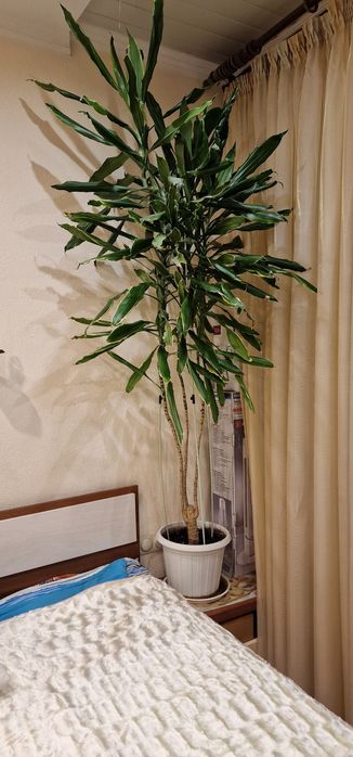 Продам комнатные цветы