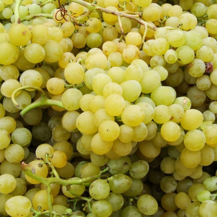 Viata de Vie Nobila (Soiuri De Masa )