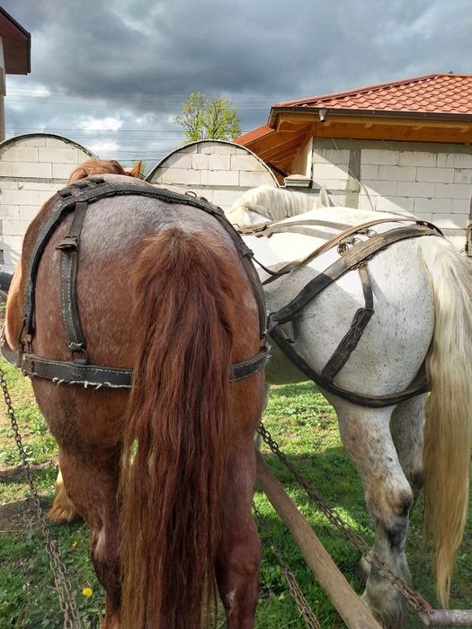 Cal de vânzare  în vârstă de 7 ani