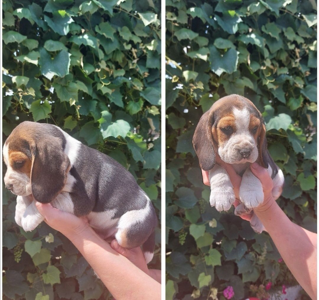 Beagle tricolor mascul