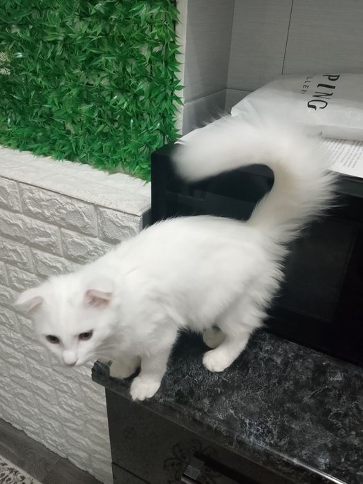 Продаётся породистая кошка