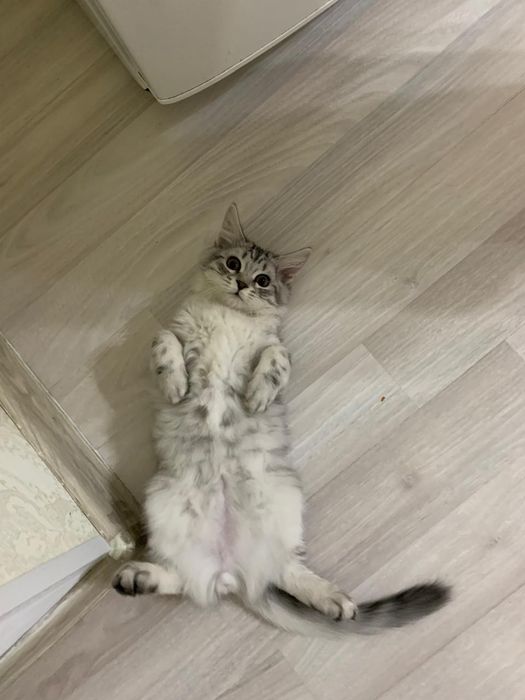 Котенок,мальчик 3 месяц