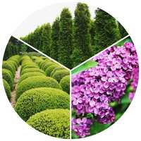Plante ornamentale, fitofarmacie, magazin agricol