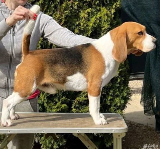 Питомник предлагает кобелей для Вязки