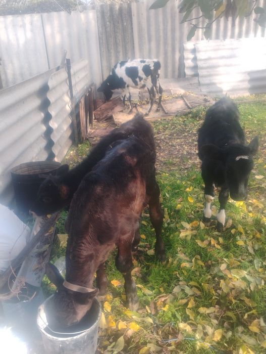 Продавам четири  телета