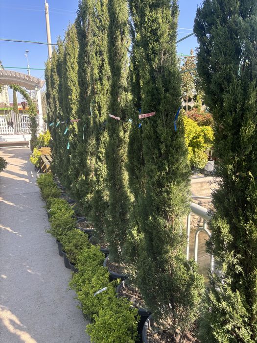 Садовник, обрезка деревьев, уход за садом. Посадка декоративных растен