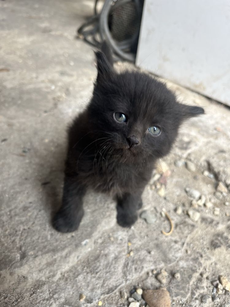 Подарявам котета