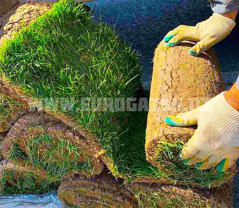 Газон готовый рулонный Gazon tabiy