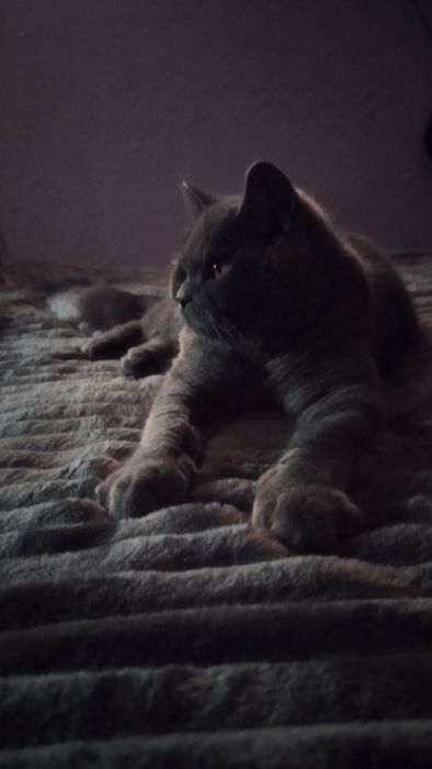 Ищем девочку для вязки