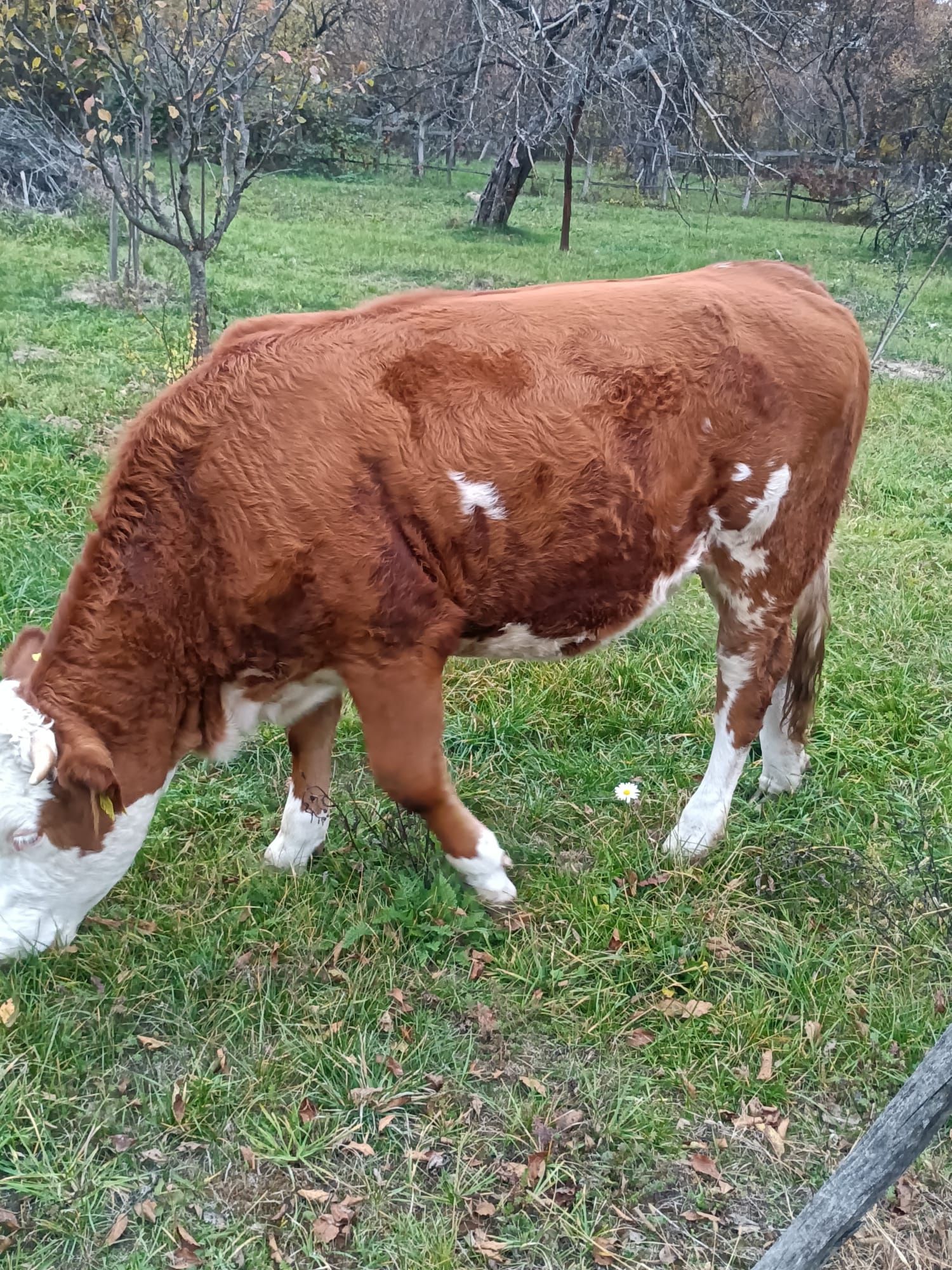 Vând două vaci bălțată româneasca