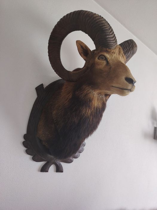Trofeu muflon berbec