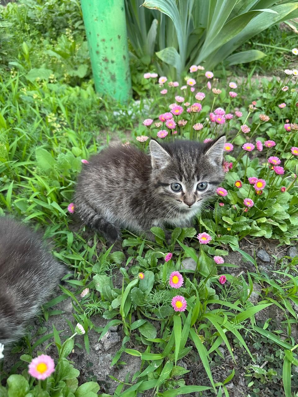 Котёнок девочка два с половиной месяца