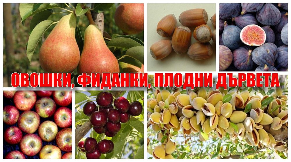 Овошки / фиданки / плодни дръвчета