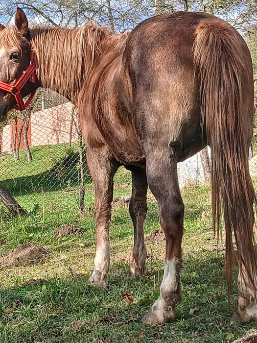 Vând sau schimb iapa de lucru