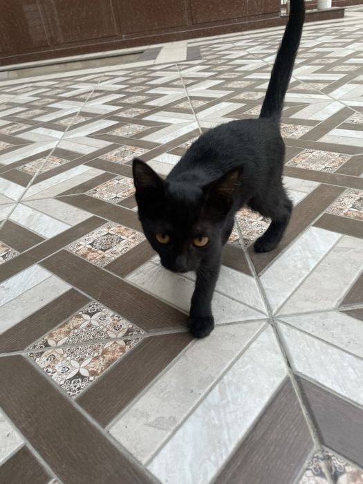 Котенок в добрые руки